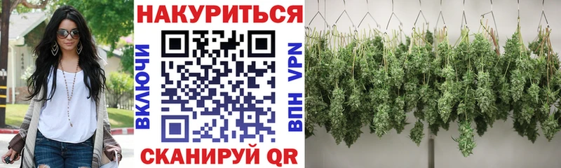 Конопля гибрид  Шацк 